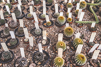 Plants, Cactuses, Flowers, Pots, Houseplants HD wallpaper