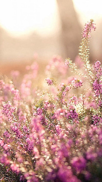 Nature Spring Bloomy Flowers Blurry 6 HD phone wallpaper