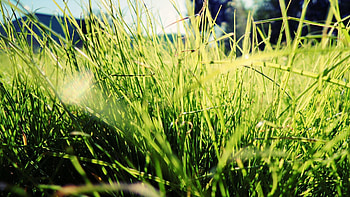 Grass, Macro, Bright, Sunlight HD wallpaper