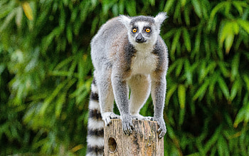 Lemur, cute, animal, primate HD wallpaper