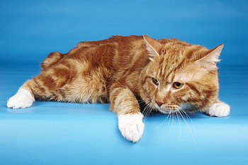 Animals, Cat, To Lie Down, Lie, Fright HD wallpaper