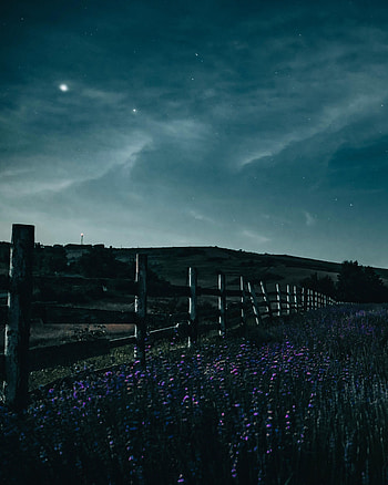 Nature, Flowers, Night, Starry Sky, Fence HD phone wallpaper
