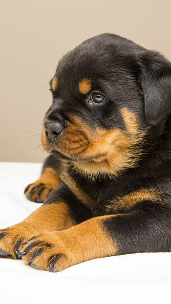 Puppy background, Wholesome innocence, Delightful pet, Captivating gaze HD phone wallpaper