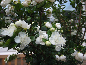 Mirte Flowers, white, flowers, lovely, spring HD wallpaper