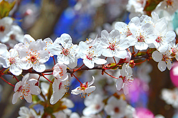 Tree branches, flowers, blossom, spring HD wallpaper