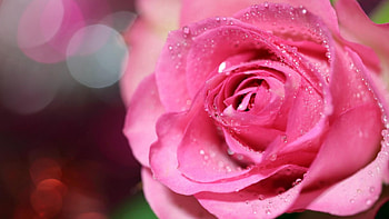 Pink Rose, rose, drops, pink, flower HD wallpaper
