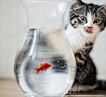 Cat, kitten, sweet, kitty, cats, cute, beautiful, paws, beauty, cat face, pretty, animals, face, lovely, hat HD wallpaper