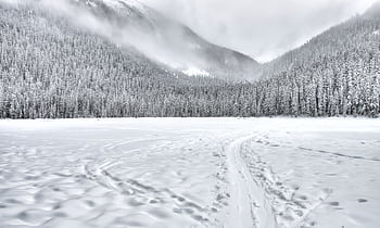 Snow-laden trees and serene snowy landscape at Mount Currie, BC, viewed in winter. HD wallpaper