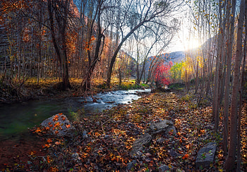 Forest, river, leaves, trees, nature, water, stream HD wallpaper