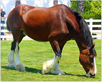 Clydesdale, horse, stallion, animals, cavalo HD wallpaper