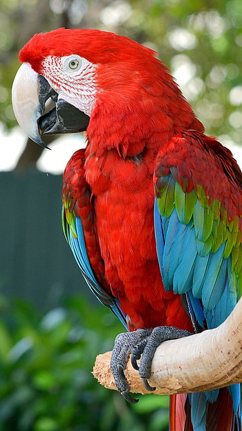 Parrot, Red Bird HD phone wallpaper