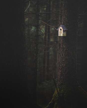 Nature, Miscellanea, Miscellaneous, Wood, Forest, Tree, Birdhouse HD phone wallpaper