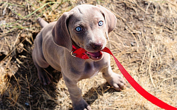 Animals, Sit, Dog, Muzzle, Leash, Collar HD wallpaper