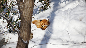 Fox in Snow, winter, sleeping, fox, snow HD wallpaper