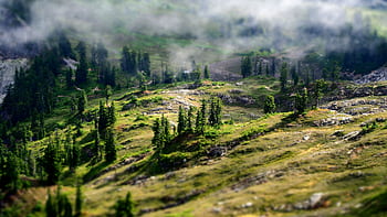 Breathtaking view of a foggy forest landscape in Concrete, Washington with lush greenery. HD wallpaper