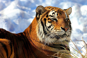 Animals, Grass, Sky, Clouds, To Lie Down, Lie, Predator, Big Cat, Tiger HD wallpaper