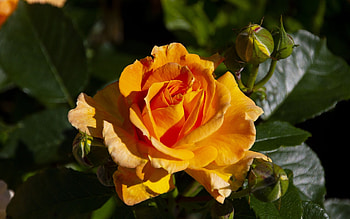 Rose, orange, macro, flower HD wallpaper
