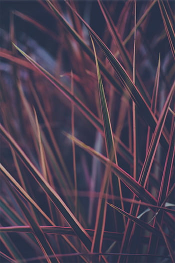 Richly hued ornamental grass blades in a blurry garden setting. HD phone wallpaper