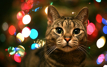 Animals, Glare, Cat, Muzzle, Eyes HD wallpaper