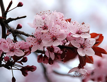 SAKURA, sak, jp HD wallpaper