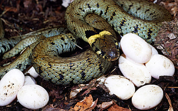 Animals, Eggs, Young, Snake, Cubs, Guard HD wallpaper
