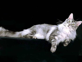 Cat, animal, kitten, black, pet HD wallpaper