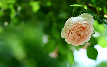 Plants, Flowers HD wallpaper