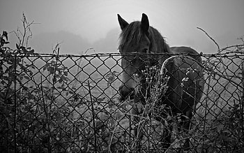 Animals, Nature, Fence, Bw, Chb, Horse HD wallpaper