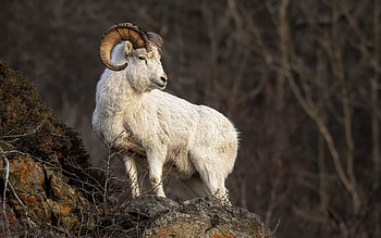 Big Horn Sheep, animal, horns, big horn, sheep HD wallpaper