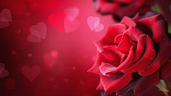 Happy Valentine's Day Check Out More Exciting , Covers, and DPs for Social HD wallpaper