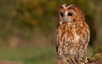 Owl, animals HD wallpaper