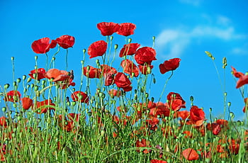 Bright red poppies blooming under a clear blue sky, capturing the essence of summer. HD wallpaper