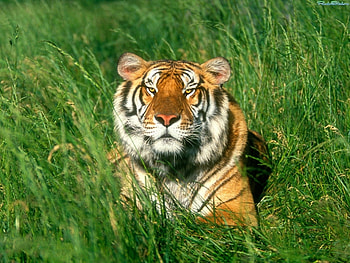Animals, Tigers HD wallpaper