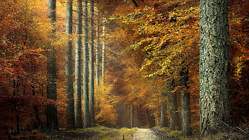 Path in park, nature, season, park, Path HD wallpaper
