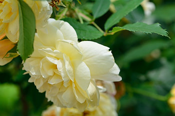 Beautiful Rose, white rose, spring rose, pretty rose HD wallpaper