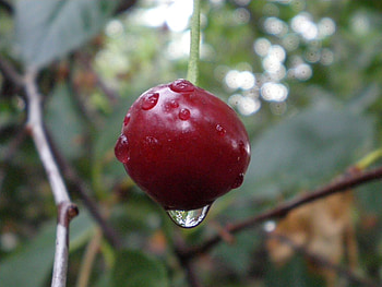 Food, Cherry, Drops, Branch, Berry, Ripe HD wallpaper