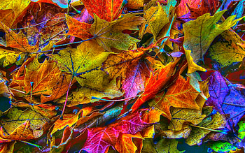 autumn leaves, creative, abstrac leaves background, artwork, yellow leaves, abstract nature, leaves textures HD wallpaper