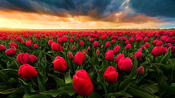 Dark Storm Clouds Above Tulips, Netherlands, sky, flowers, sunset, blossoms HD wallpaper