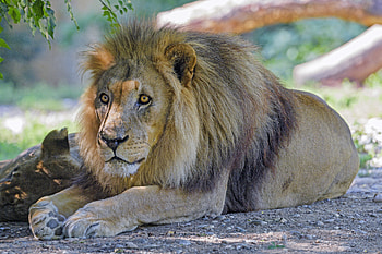 Animals, Muzzle, Branches, Lion, Predator, Big Cat, Sight, Opinion HD wallpaper