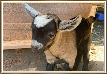 LITTLE GOAT, NATURE, LITTLE, GOAT HD wallpaper