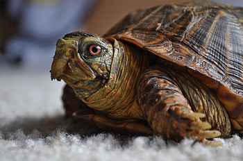 Animals, Head, Carapace, Shell, Turtle HD wallpaper