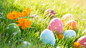 Colorful Paint Art Easter Eggs Orange Flowers Grass Field Sunlight Happy Easter HD wallpaper
