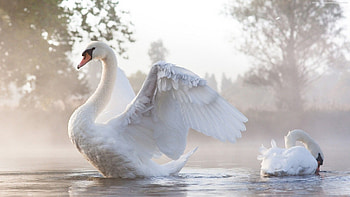 Beautiful swan , Michelle Walker beautiful, Swan , Beautiful swan HD wallpaper