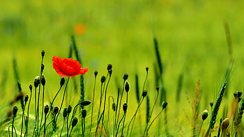 Plants, Flowers, Poppies HD wallpaper