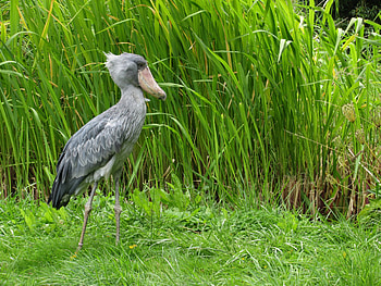 Schuhschnabel, animal, schuh, bird, schnabel, nature HD wallpaper
