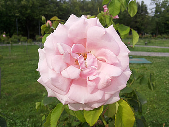 Stop and smell the roses, roses, smooth, garden, beautiful, rose, pink, delicate, romania, flower, love, green, nature, flowers, bucuresti, bucharest HD wallpaper