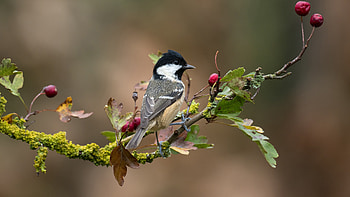 Light Brown Black White Bird Is Standing On Plum Tree Branch Birds HD wallpaper