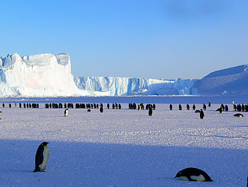 Animals, Pinguins, Ice, Snow, Ice Floes, Antarctica HD wallpaper