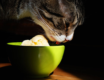 cat HD wallpaper