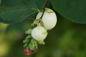 Plants HD wallpaper